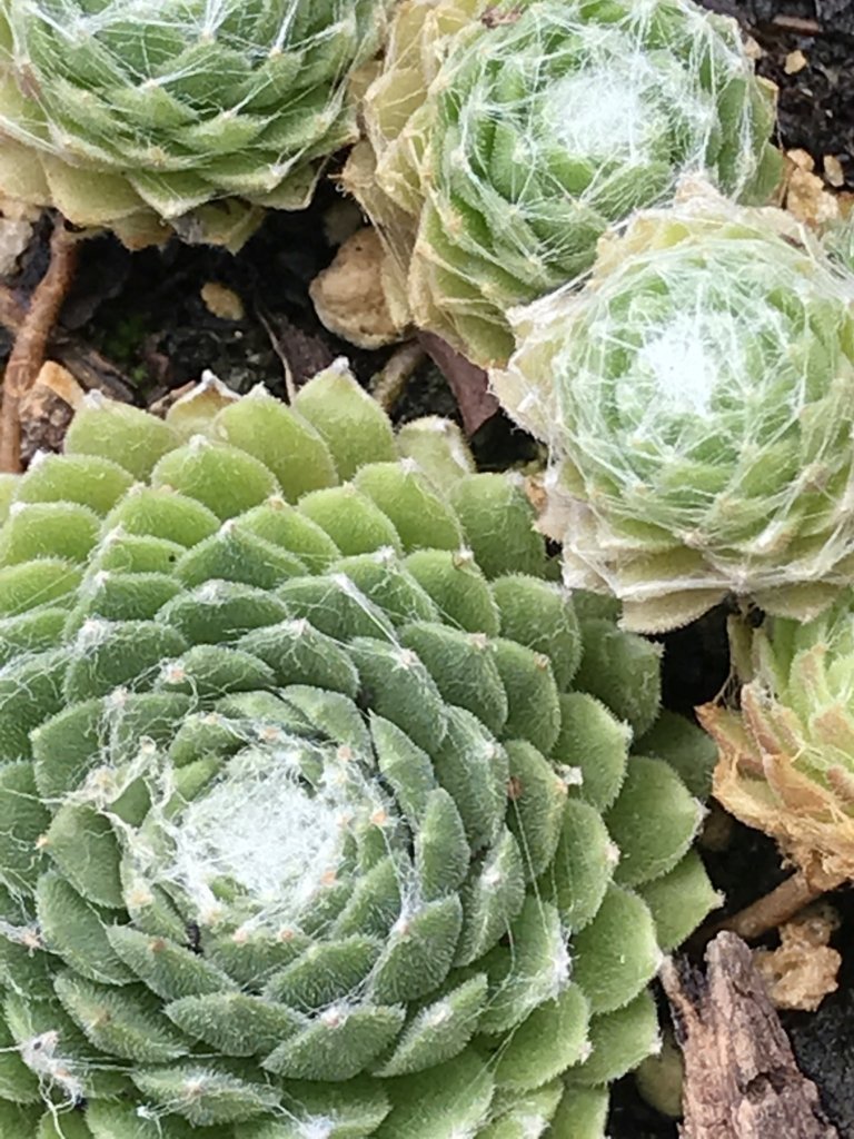 cobweb succulent plant Sempervivum arachnoideum 'Cobweb' (4")