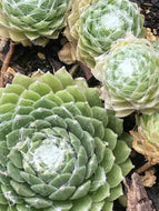 Sempervivum arachnoideum 'Cobweb' (4