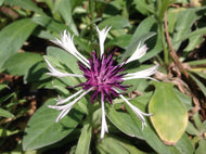 Centaurea montana 'Amethyst In Snow' (1 qt) |  Bachelor Button Bluet (1 qt)