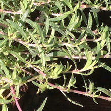 Load image into Gallery viewer, Thymus sp. &#39;Spicy Orange&#39; (4&quot;) | Spicy Orange Thyme (4&quot;)
