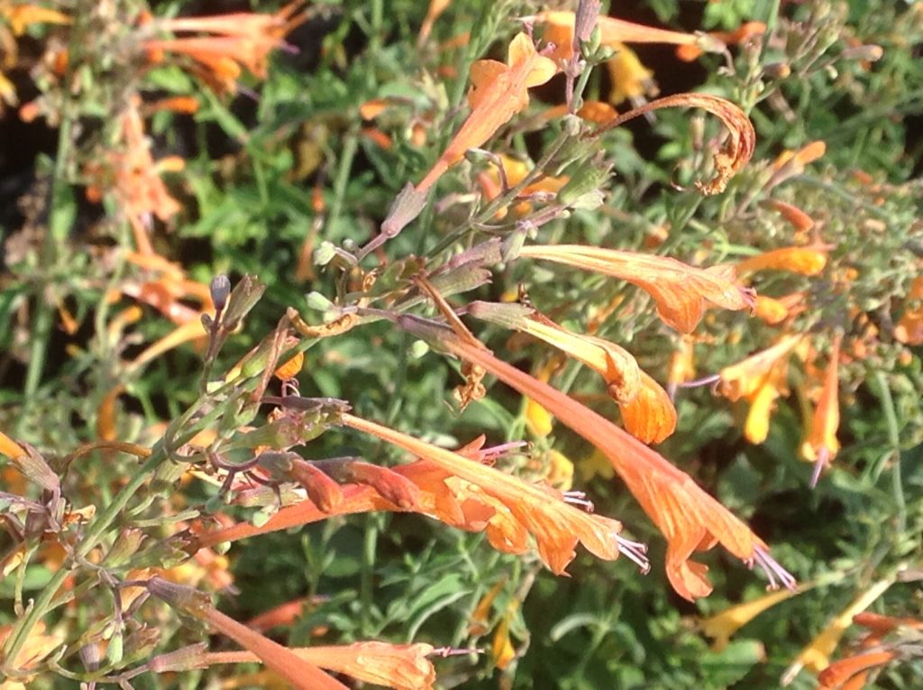 Agastache aurantiaca 'Navajo Sunset' (1 qt) | Orange Hummingbird Mint (1 qt)