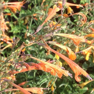Agastache aurantiaca 'Navajo Sunset' (1 qt) | Orange Hummingbird Mint (1 qt)