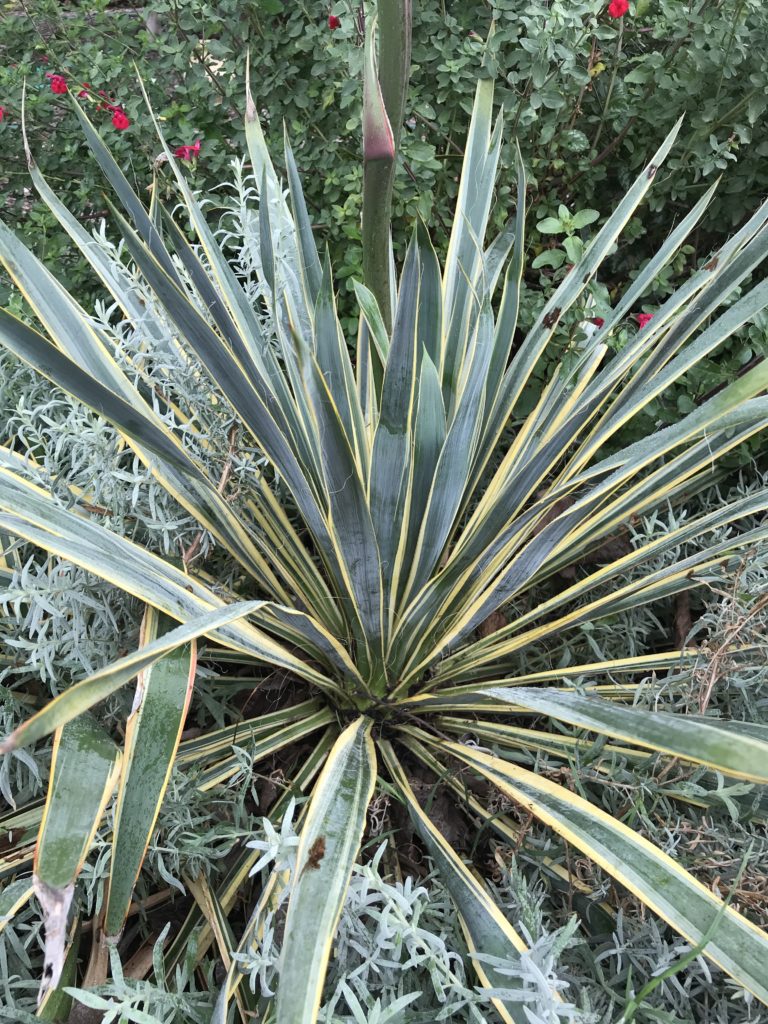 Yucca filamentosa 'Color Guard' (1 qt) | Variegated Adam's Needle (1 q ...