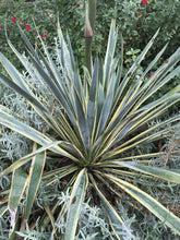 Load image into Gallery viewer, Yucca filamentosa &#39;Color Guard&#39; (1 qt) | Variegated Adam&#39;s Needle (1 qt)
