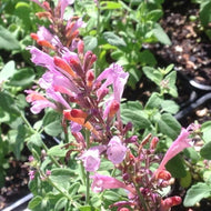 Agastache hybrida 'Arizona Sunset'  | Arizona Sunset Hummingbird Mint