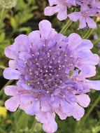 Scabiosa columbaria 'Flutter Deep Blue' (1 qt) | Pincushion Flower (1 qt)