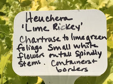 Load image into Gallery viewer, Heuchera &#39;Lime Rickey&#39; (1 qt) | Lime Rickey Coral Bells (1 qt)
