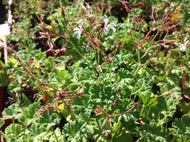 Pelargonium x fragrans 'Nutmeg' (4