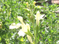 Salvia greggii 'Lemon Light' (1 qt) | Lemon Light Autumn Sage (1 qt)