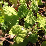 Pelargonium 'The Big Apple' (4