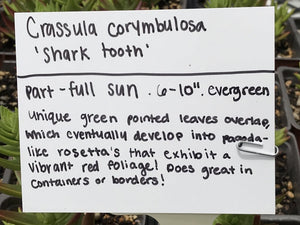 Crassula corymbulosa 'Shark's Tooth' | Red Pagoda Crassula