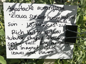 Agastache aurantiaca 'Kiowa Sunset' (1 qt) | Kiowa Sunset Hyssop (1 qt)