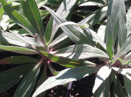 Echium fastuosum | Pride of Madeira