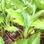 Strelitzia reginea (1 qt) | Bird of Paradise (1 qt)