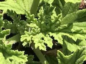 Pelargonium citronellum 'Mabel Grey' | Mabel Grey Scented Geranium