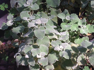 Ballota pseudodictamus | False Dittany