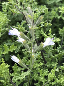Salvia namaensis (1 qt) | Nambian Sage (1 qt)