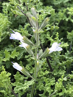 Salvia namaensis (1 qt) | Nambian Sage (1 qt)