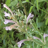 Agastache mexicana 'Champagne' (1 qt) | Mexican Giant Hyssop (1 qt)
