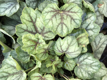 Load image into Gallery viewer, Heuchera &#39;Green Spice&#39; (1 qt) |  Green Spice Coral Bells (1 qt)
