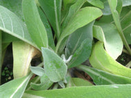 Verbascum olympican (4