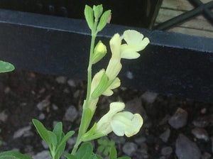 Salvia greggii 'Lemon Light' (1 qt) | Lemon Light Autumn Sage (1 qt)
