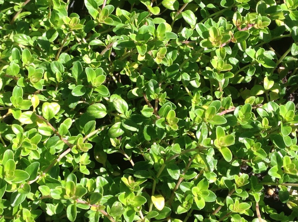 Thymus vulgaris 'Oregano' | Oregano Thyme