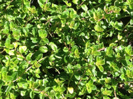 Thymus vulgaris 'Oregano' (4
