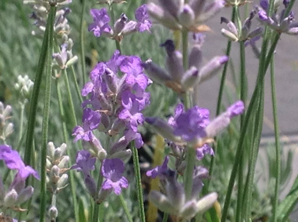 Lavandula angustifolia 'Croxton's Wild' | Croxton's Wild English Lavender