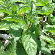 Mentha 'Sweet Pear' (4