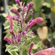 Agastache aurantiaca 'Raspberry Daiquiri' (1 qt) | Raspberry Daiquiri Mexican Hyssop (1 qt)