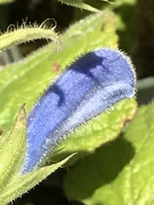 Salvia patens 'Cambridge Blue' (1 qt) | Cambridge Blue Gentian Sage (1 qt)