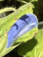 Salvia patens 'Cambridge Blue' (1 qt) | Cambridge Blue Gentian Sage (1 qt)