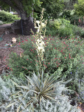 Load image into Gallery viewer, Yucca filamentosa &#39;Color Guard&#39; (1 qt) | Variegated Adam&#39;s Needle (1 qt)

