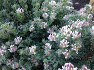 Lotus hirsutus | Hairy Canary Clover