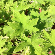 Pelargonium 'Grape Leaf' (4