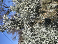 Artemisia arborescens (1 qt) | Tree Wormwood (1 qt)
