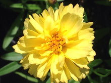 Load image into Gallery viewer, Coreopsis &#39;Leading Lady Charlize&#39; | Tickseed
