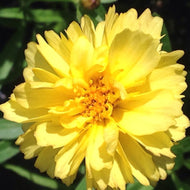 Coreopsis 'Leading Lady Charlize' (1 qt) | Tickseed (1 qt)