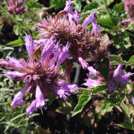 Agastache 'Kudos Silver Blue' (1 qt) | Silver Blue Dwarf Hummingbird Mint (1 qt)