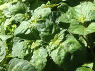 Pogostemon patchouli (4