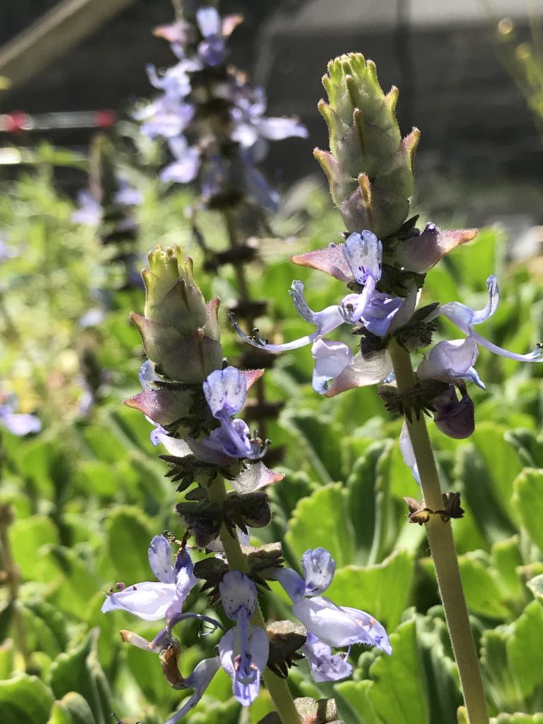 lobster succulent plant Plectranthus neochilus
