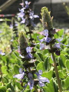 Plectranthus neochilus | Lobster Flower