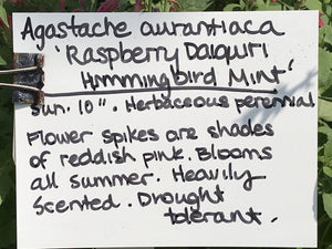 Agastache aurantiaca 'Raspberry Daiquiri' (1 qt) | Raspberry Daiquiri Mexican Hyssop (1 qt)