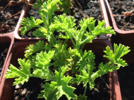 Pelargonium 'Lemon Kiss' (4