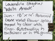 Load image into Gallery viewer, Lavandula stoechas &#39;White Anouk&#39; | White Anouk Spanish Lavender
