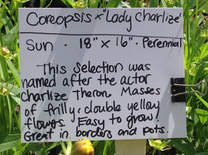 Coreopsis 'Leading Lady Charlize' | Tickseed
