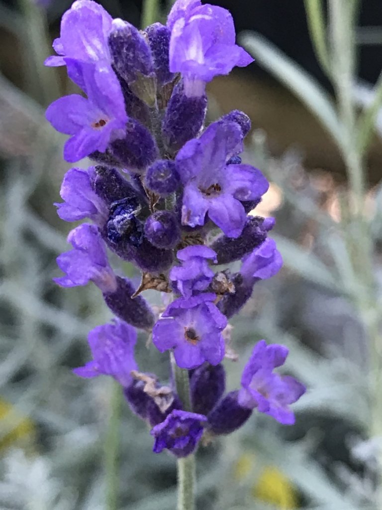 Lavandula angustifolia 'Imperial Gem' | Imperial Gem English Lavender