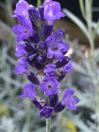 Lavandula angustifolia 'Imperial Gem' (4