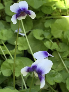 Viola hederacea | Tasmanian Trailing Violet
